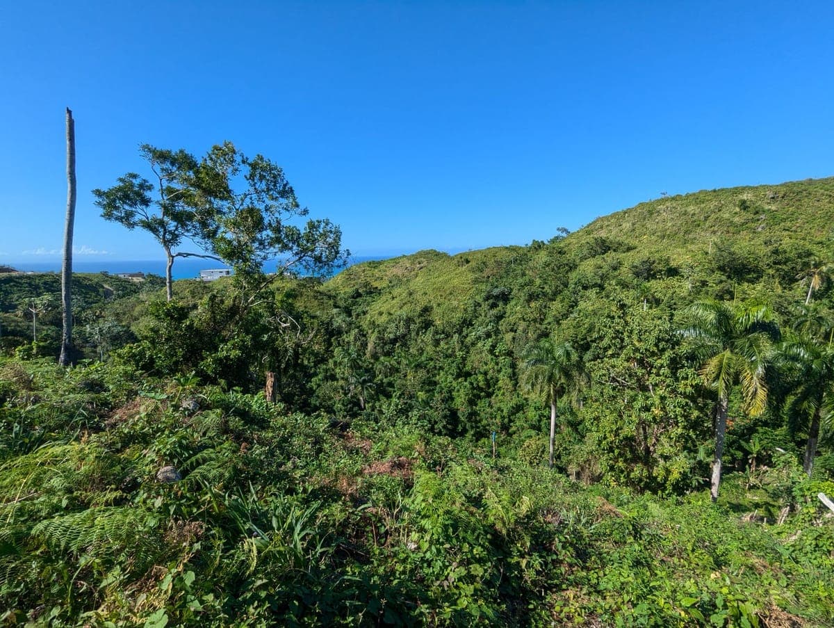 Ocean View Landscape